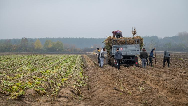 A magyarországi tormatermelés volumene európai szinten is kiemelkedő, az éves betakarított mennyiség eléri a 12 ezer tonnát.