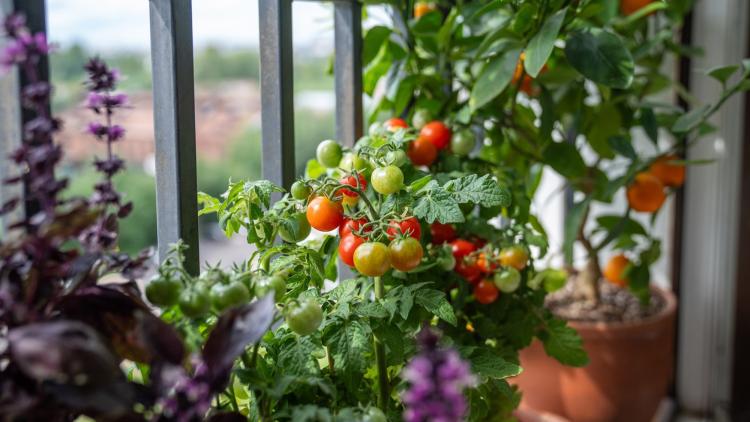 A városi kertészkedés egyre népszerűbb, egy erkélyen is megtermelhetők a legfontosabb zöldségek és fűszernövények. A városi kertészkedés egyre népszerűbb, egy erkélyen is megtermelhetők a legfontosabb zöldségek és fűszernövények.