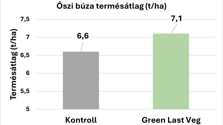 A Green Last Veg (15 l/ha) kezelés hatása az őszi búza terméshozamára, a kontrollterülethez viszonyítva (Karcag, 2024).