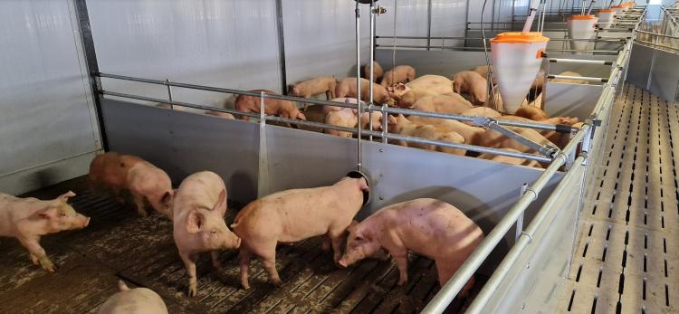 A takarmányozás minőségének és költségeinek kontrollálása kulcsfontosságú a sertéstenyésztésben.