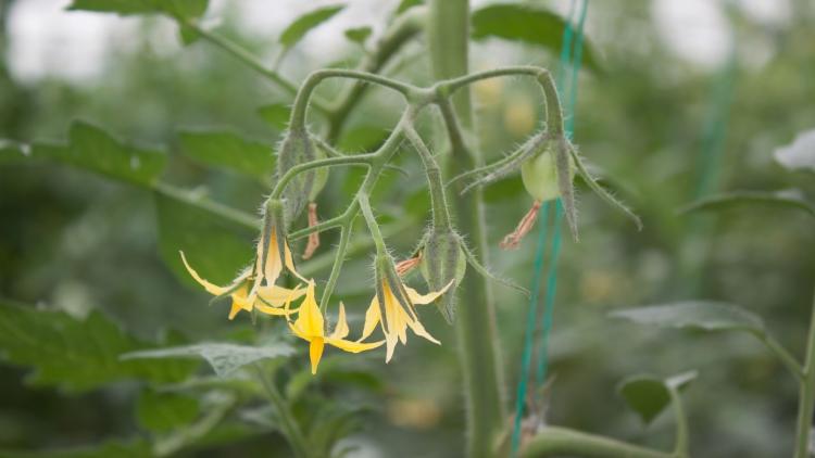 Az Orondis Evo hatékony védelmet nyújt a paradicsom számára is a peronoszpóra és fitoftóra ellen, biztosítva az egészséges termés fejlődését. (Forrás: Syngenta)