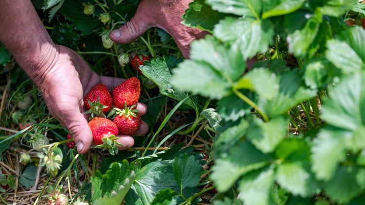 A szamóca betakarítása nagyrészt kézi munkával történik, ami jelentős költségtényező és kihívás elé állítja a hazai termelőket. (Forrás: Nemzeti Agrárgazdasági Kamara)