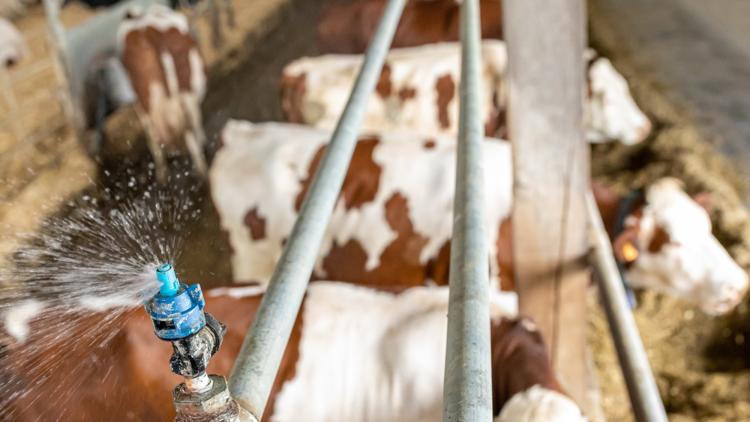 A célzott vizes hűtés és a ventiláció kombinációja hatékonyan csökkenti a tehenek testhőmérsékletét az etetőtérben. (Forrás: DeLaval) A célzott vizes hűtés és a ventiláció kombinációja hatékonyan csökkenti a tehenek testhőmérsékletét az etetőtérben. (Forrás: DeLaval)