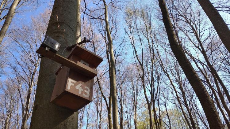 A kutatások szerint a madarak fészeképítéshez használt anyagai, mint az állati szőr, szennyezőanyagokat juttathatnak az odúkba. A kutatások szerint a madarak fészeképítéshez használt anyagai, mint az állati szőr, szennyezőanyagokat juttathatnak az odúkba.