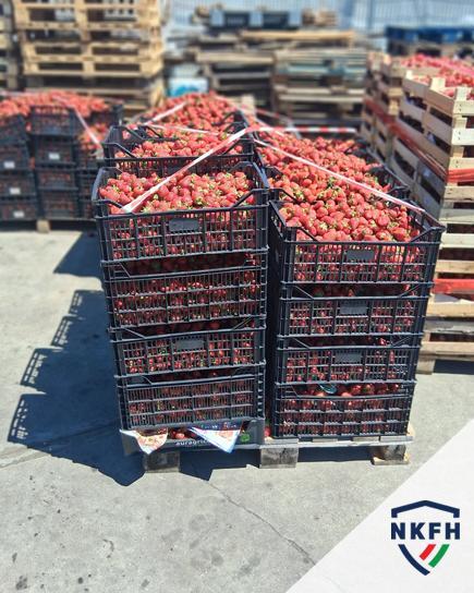 A csomagolás típusa, például a műanyag rekeszek használata, árulkodó jel lehet a szamóca származásával kapcsolatban. A csomagolás típusa, például a műanyag rekeszek használata, árulkodó jel lehet a szamóca származásával kapcsolatban.